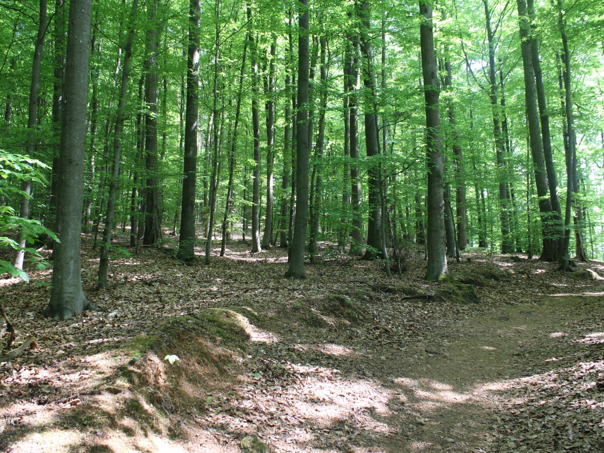 A Walk Through Ammersricht: A Quiet Side of&nbsp;Amberg